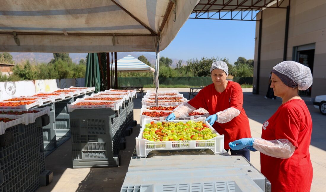 Efeler’in Fabrikasında Kış Hazırlığı: Kadınların Emeği Sofralara Taşınıyor Efeler Belediyesi Kadın Emeği Tarımsal Ürün Fabrikası’nda sonbahar mesaisi hızlandı.