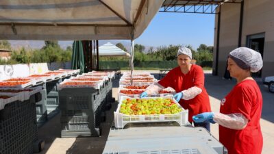 Efeler Belediyesi Kadın Emeği Tarımsal Ürün Fabrikası’nda sonbahar mesaisi hızlandı.